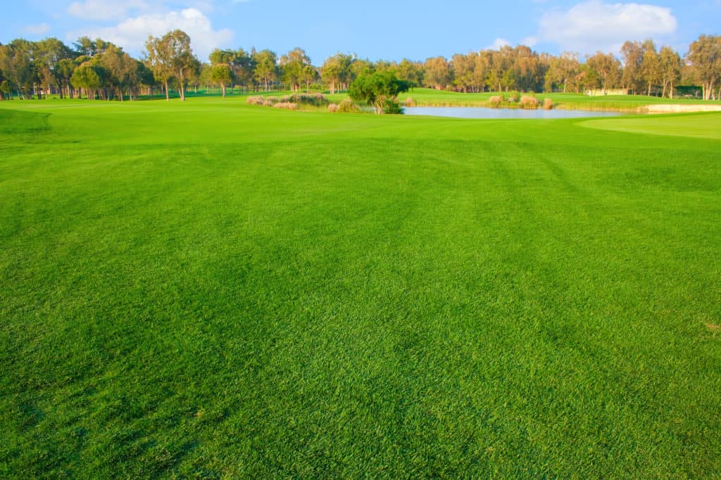 Bright grass of golf field