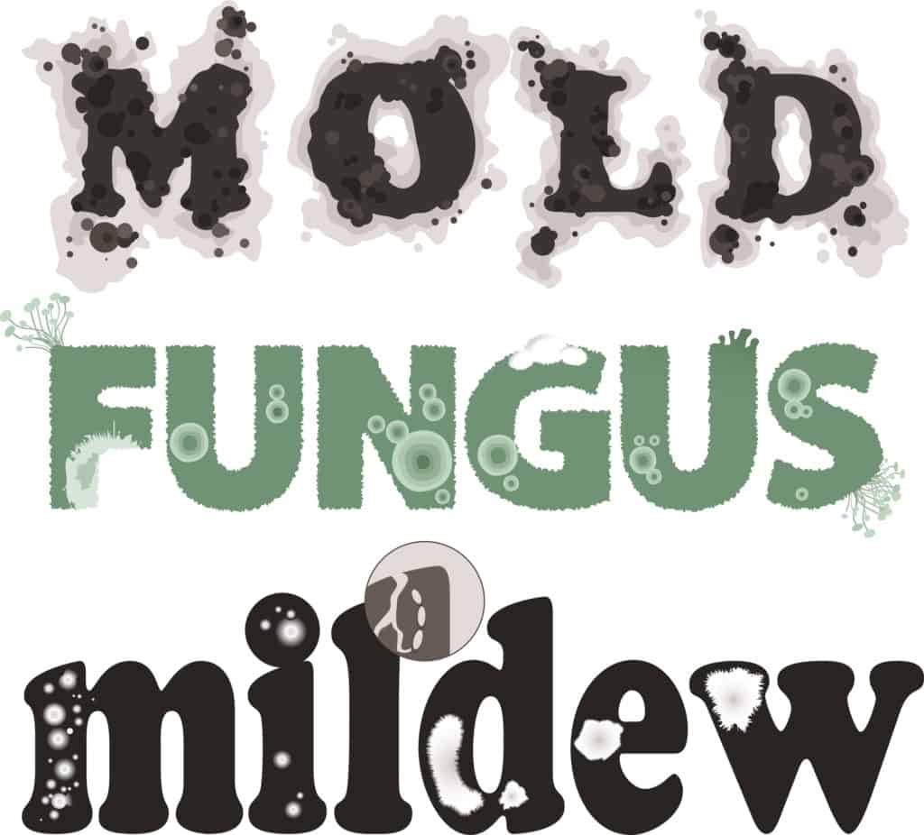 mildew text fungus on white background