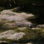 A golf ball is stuck in the muck of a particularly swampy water hazard.