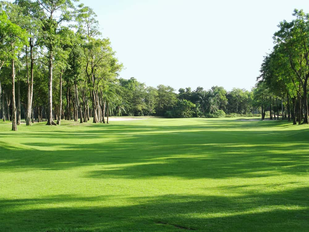 sunlight shining down at golf course