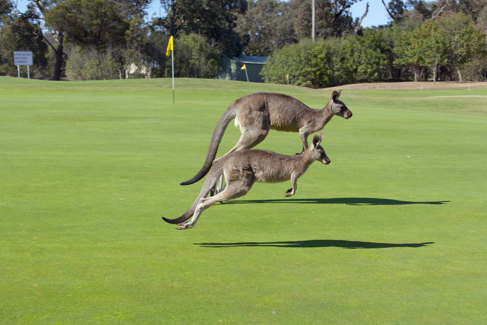 Jumping Red kangaroos Macropus rufus on a Melbourne Australia golf course