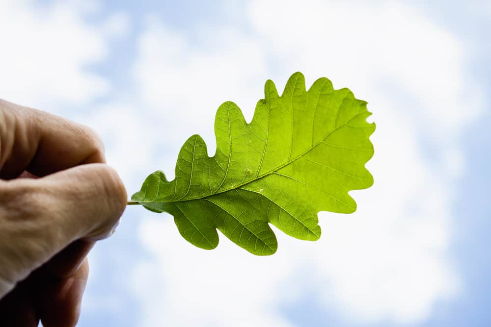 Hand Holding Oak Leaf against Blue Sky