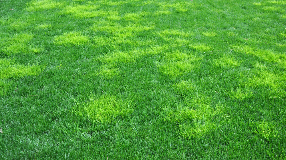 Poa Annua Grass