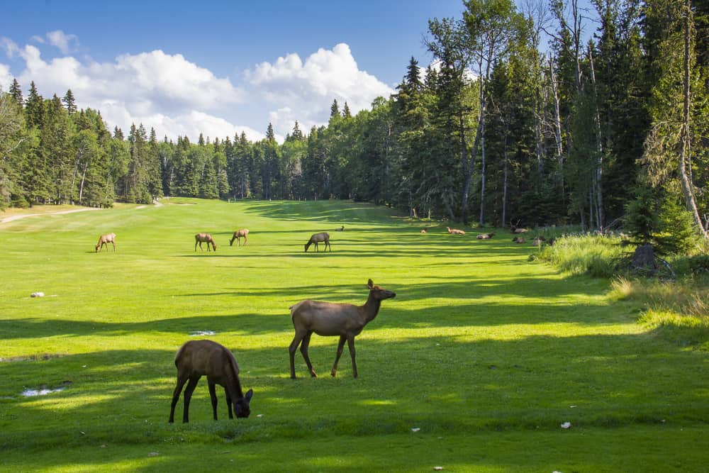 group of elk on a golf course fairway